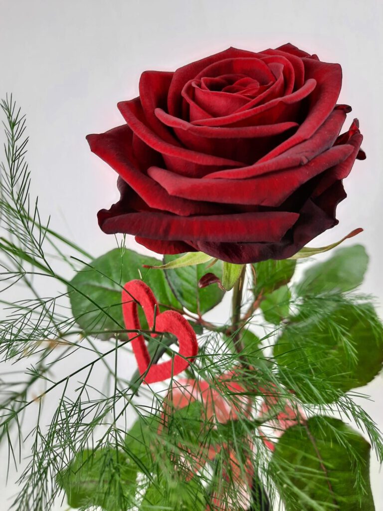 Valentinsrose Susanne Simon Blumen